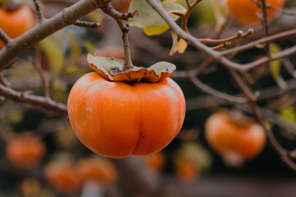 whopper persimmon tree fruit